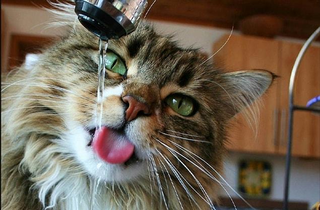 1. Kedinize bol bol su içirin.