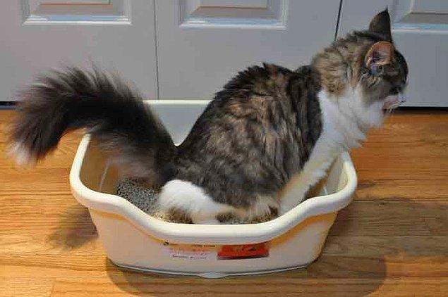 6. Kediler birden çok tuvalete ihtiyaç duyar.