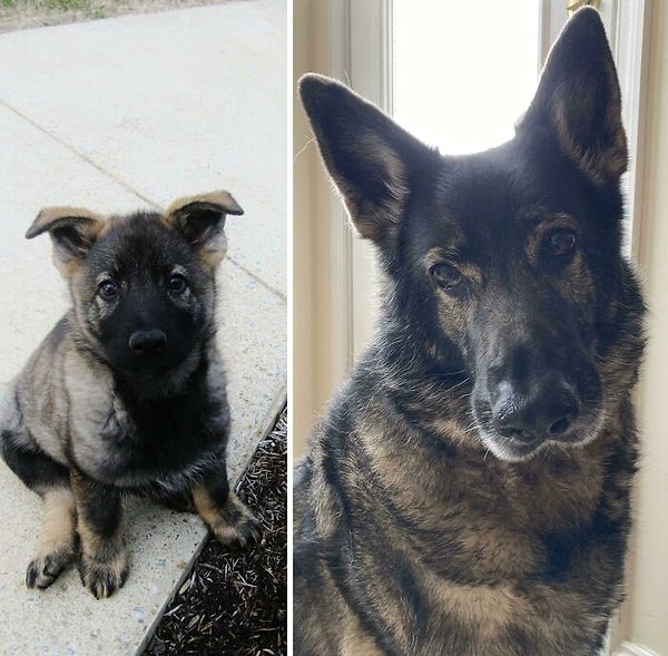 13. Сегодня особый день рождения. Спустя 10 лет она научилась держать ушки