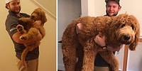 Из милых щеночков в настоящих здоровяков: 15 фотографий собак до и после того, как они выросли