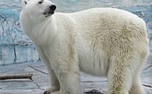 В российском зоопарке белый медведь умер после того, как проглотил резиновый мяч, брошенный в его вольер посетителем