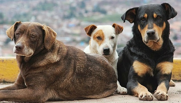'Köpeklerin sokağa atılmasının önüne geçilecek.'