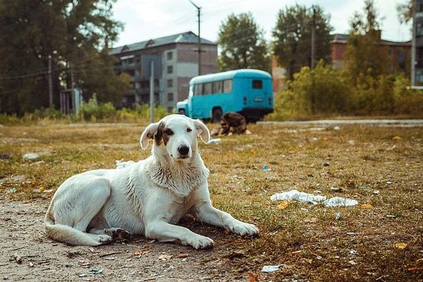Yıl sonuna kadar köpeklerine mikroçip taktırmayan hayvan sahiplerine para cezası uygulanacağını söyleyen Mehmet Kızılinler, şunları aktardı 👇