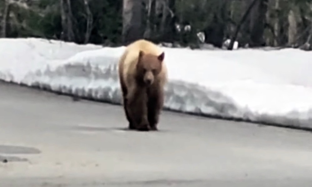 Почему медведь не съел машу