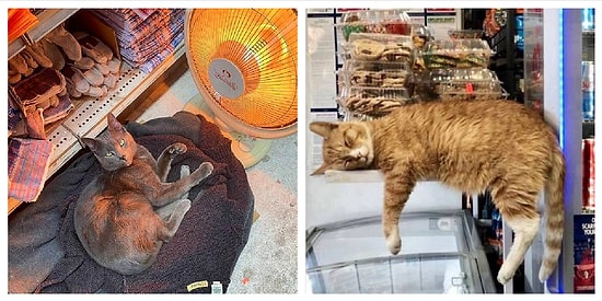 15 нахальных сверх меры котов, которые где угодно чувствуют себя хозяинами жизни