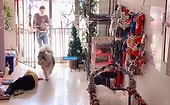 Хаски спасала жизнь женщине, которая упала в обморок в зоомагазине, и теперь ее сравнивают с Лесси