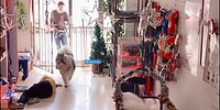 Хаски спасала жизнь женщине, которая упала в обморок в зоомагазине, и теперь ее сравнивают с Лесси