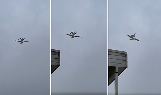 Kanadın Yok mu Abi Senin? Bir Başka Martının Üzerine Konarak Kanat Çırpmadan Uçan Martı