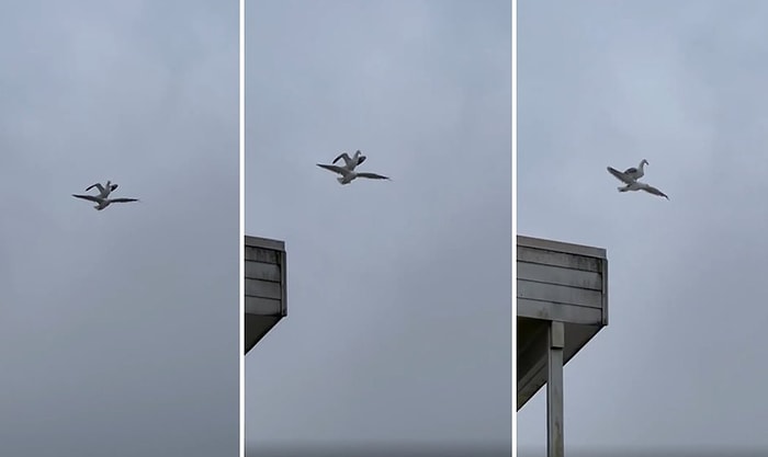 Kanadın Yok mu Abi Senin? Bir Başka Martının Üzerine Konarak Kanat Çırpmadan Uçan Martı