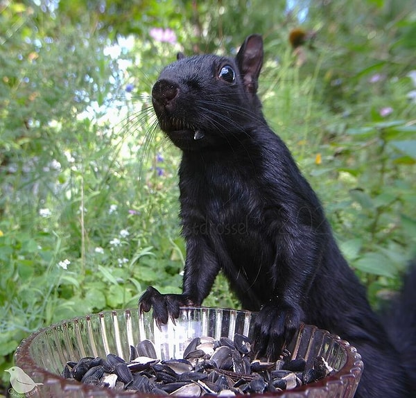 2. Решительная белка