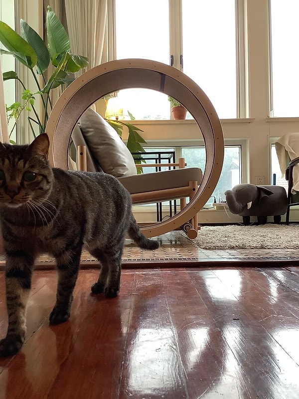 5. "Мы заводим животных, чтобы проводить с ними как можно больше времени. С помощью нашего кресла вы с вашим пушистым другом сможете наслаждаться лучшими и самыми уютными местами в доме...вместе!" - поясняют свою идею дизайнеры.