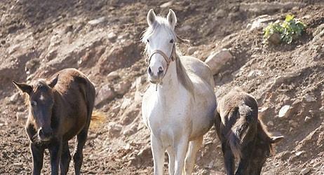 Kayıp Atlarla İlgili Yeni İddia: 'Birçoğu Irak'a Satıldı, Satışa Uygun Olmayanlar Mezbahanede Kesildi...'