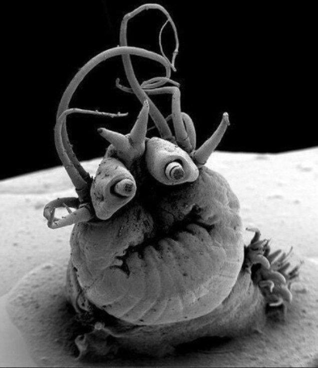 23. Nereis sandersi olarak adlandırılan bu mikroskobik canlı aşırı yüksek sıcaklıklarda hayatta kalabilir ve denizin dibindeki volkanik bacaların yanında yaşarlar.