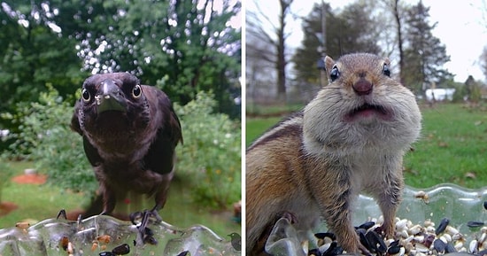 Женщина установила камеру на кормушку во дворе и показала, как забавно выглядят ее посетители