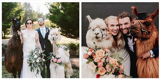 А знали ли вы, что теперь на свадебное торжество можно арендовать настоящую ламу? (15 фото)