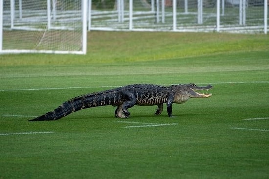 Toronto Futbol Takımının Antrenman Sahasına Timsah Girdi