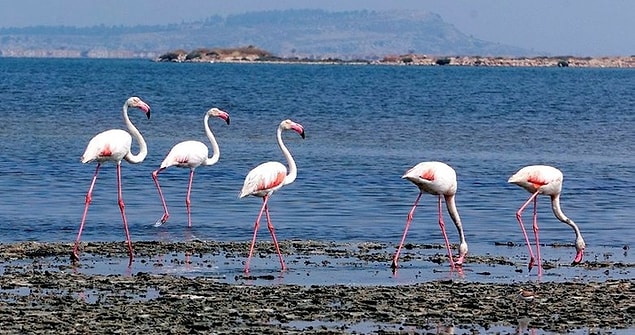 1. İzmir Kuş Cenneti