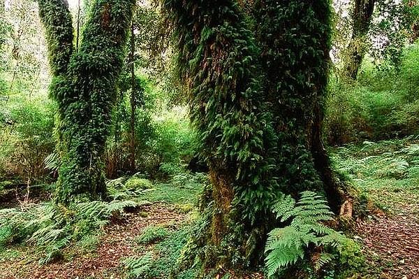 1. Valdivian Ilıman Yağmur Ormanı - Güney Amerika