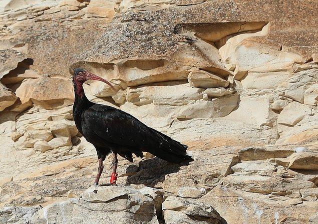 Aşağıdaki kuş familyalarından Türkiye’de en çok türü bulunan hangisidir?