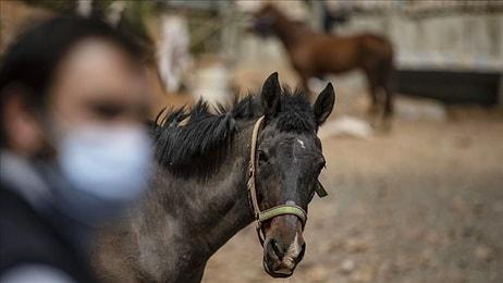 İBB'nin Hibe Ettiği Atların Nasıl 'Kaybolduğu' Ortaya Çıktı