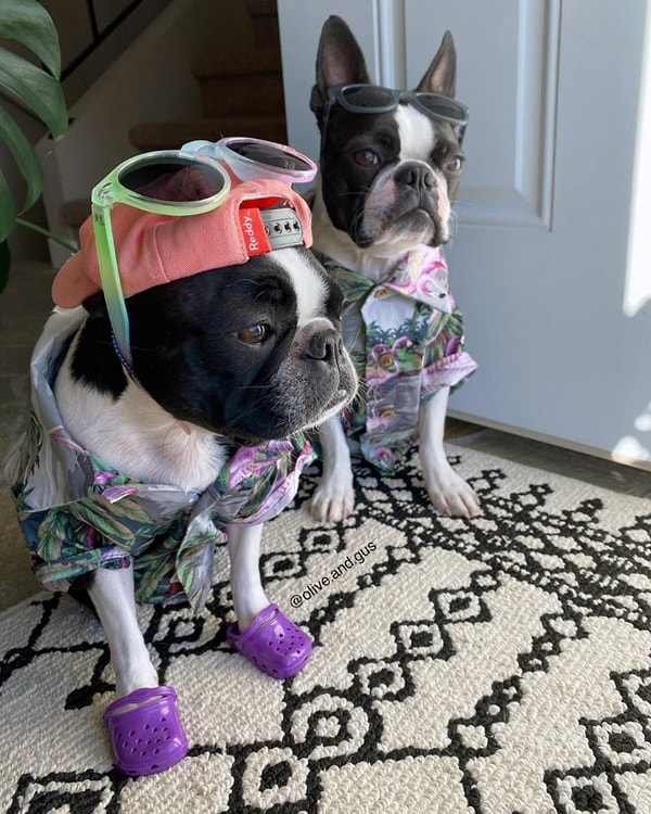 10. А вы бы заказали пару ярких кроксов своему верному другу? Поделитесь с нами в комментариях! :)