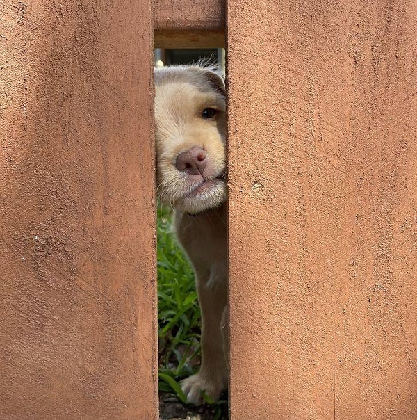 3. "Сегодня по пути домой я познакомилась с грозным соседским сторожевым псом".