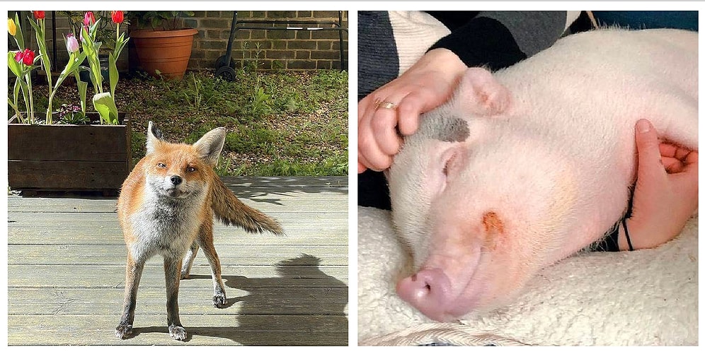 12 фотографий животных, которые поднимут вам настроение и согреют душу