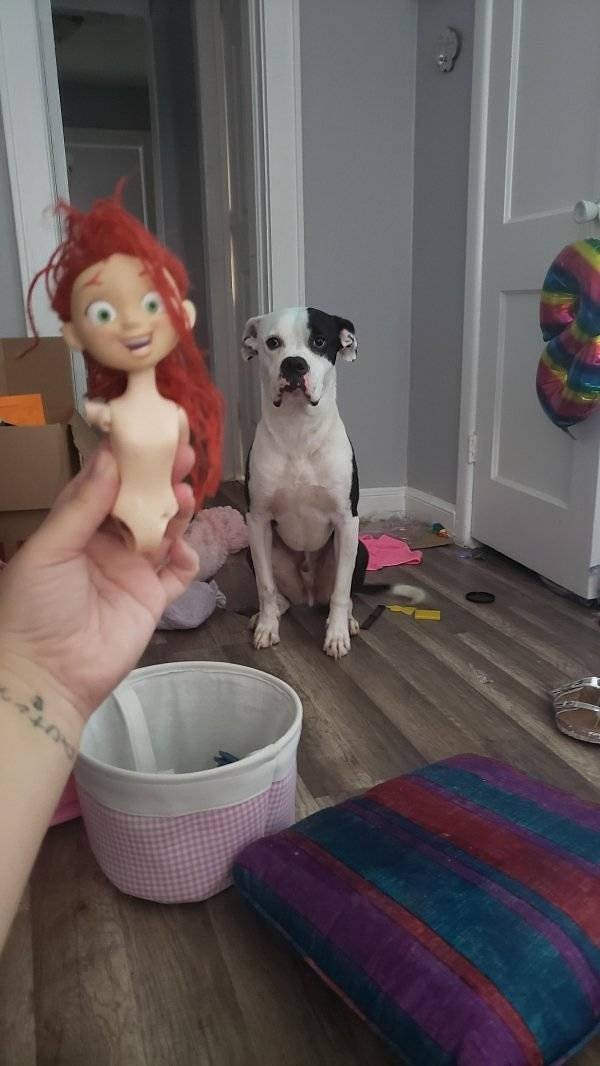 9. "Хозяин, да так она выглядит даже лучше!"