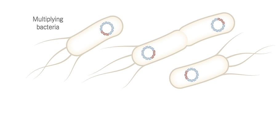 Mrna Asisi Olarak Bilinen Pfizer Biontech Asisi Nasil Uretiliyor