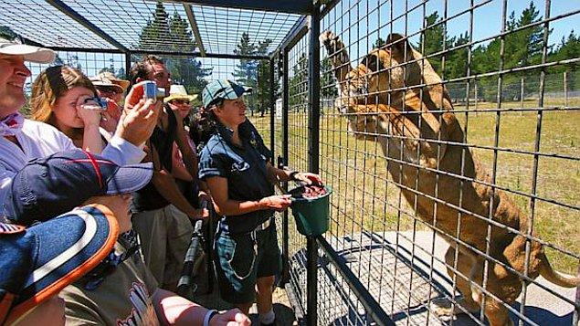 7. Hayvanat bahçesinde gerçekten bir hayvan kafesinden kaçarsa?