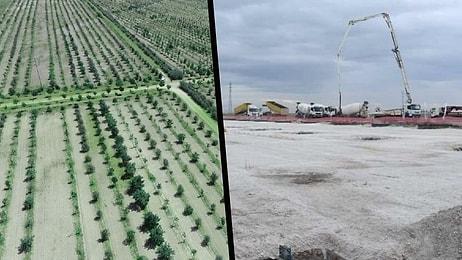 AKP’li Belediyeye Devredilirken İmarı Değiştirilen Aslım Ormanı’nda Ağaçlar Söküldü: Bir Kısmı Satılacak