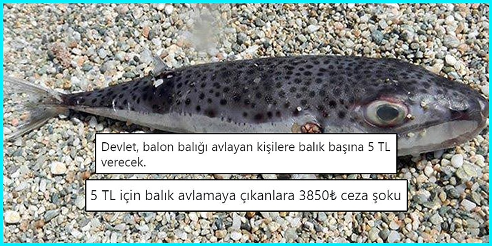 İnternetteki Ata Sporumuz Olan Yorum Yapma Sanatının Bu Haftaki Altın Madalyalık 17 Temsilcisi