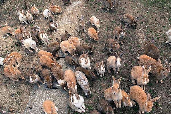 13. Japonya'da yüzlerce tavşanın yaşadığı bir ada bulunuyor.