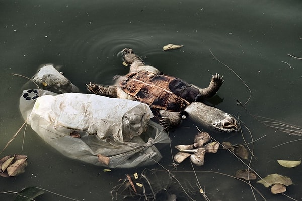 Vücutlarında yüksek oranda toksik plastik atık bulundu