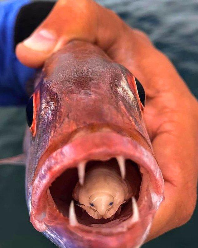 2. Dülger balığının dilini yiyip yerine geçen Argyrozona argyrozona: