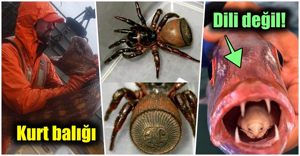 Doğanın Korkutucu Yüzünü İliklerinize Kadar Hissetmenize Sebep Olacak Birbirinden Ürkütücü 15 Yeni Fotoğraf