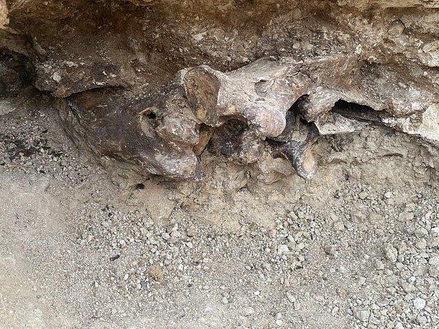 20. Bir ev sahibi havuz inşa etmek için bahçesini kazarken, 14.000 yıllık fosilleşmiş bir at iskeleti buldu.