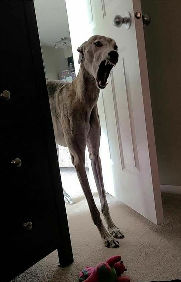 24. Слендердог