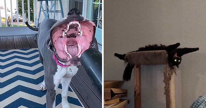 20 случаев, когда домашние питомцы чуть не довели своих хозяев до сердечного приступа своим пугающим видом