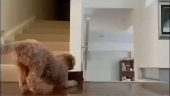 Merdivenlerde Beklediği İnsan Dostunun Geldiğini Fark Edince Korkutmaya Çalışan Köpek