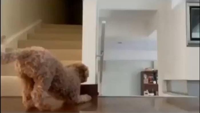 Merdivenlerde Beklediği İnsan Dostunun Geldiğini Fark Edince Korkutmaya Çalışan Köpek