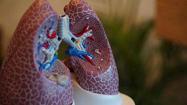 5. Sağlıklı akciğerler pembe ve lastiksi görünür.