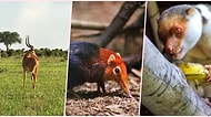 Doğanın Eşsizliğini Gözler Önüne Seren Dünyanın En Nadir 30 Hayvanı