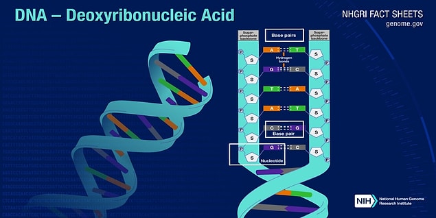 Bu olay, DNA'da yer alan 3 milyar harfin başarıyla sıralanmasıyla birlikte, tarihin bilimsel dönüm noktaları olan Ay'a gidebilmek veya atomu parçalayabilmek kadar önemli bir dönüm noktası olarak kabul edildi.