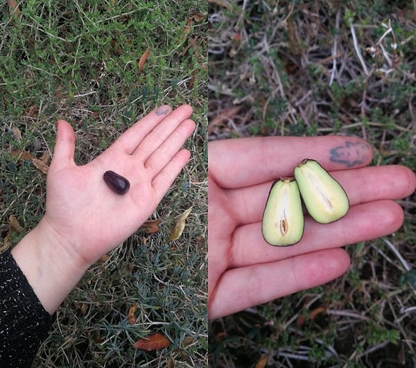 5. "Мини авокадо"