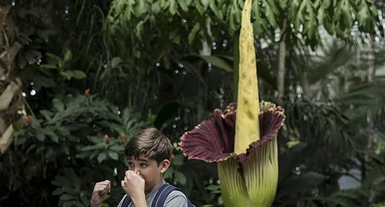 Görmek İçin Saatlerce Beklediler: ABD'de Kötü Kokulu Ceset Çiçeği İçin Yüzlerce Kişi Kuyruğa Girdi