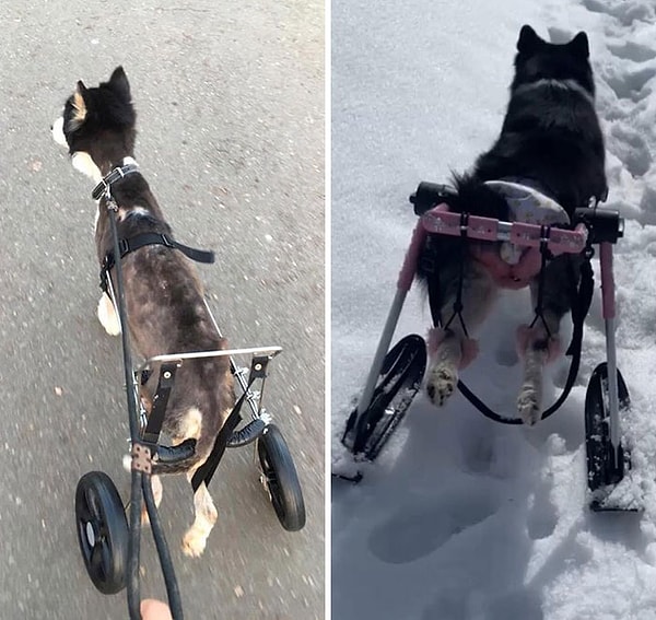 «Она пила собственную мочу и ела свои собственные фекалии», - говорит ее спасительница, которая приютила собачку и дала ей шанс на новую жизнь