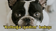 Göbeğimi Sev İnsan Adam! Bir Bakışıyla Kalbimizi Eriten Köpekler Hareketleriyle Bize Neler Anlatmak İstiyor?