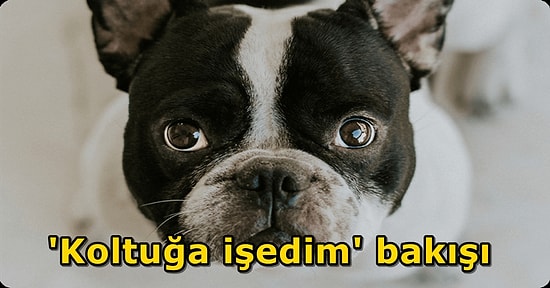 Göbeğimi Sev İnsan Adam! Bir Bakışıyla Kalbimizi Eriten Köpekler Hareketleriyle Bize Neler Anlatmak İstiyor?