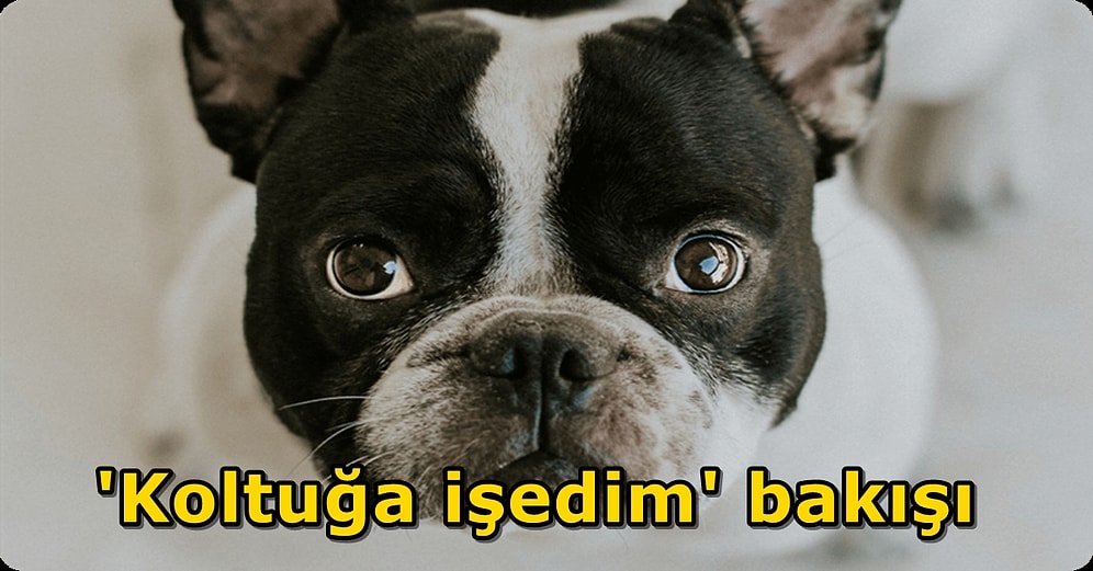 Göbeğimi Sev İnsan Adam! Bir Bakışıyla Kalbimizi Eriten Köpekler Hareketleriyle Bize Neler Anlatmak İstiyor?